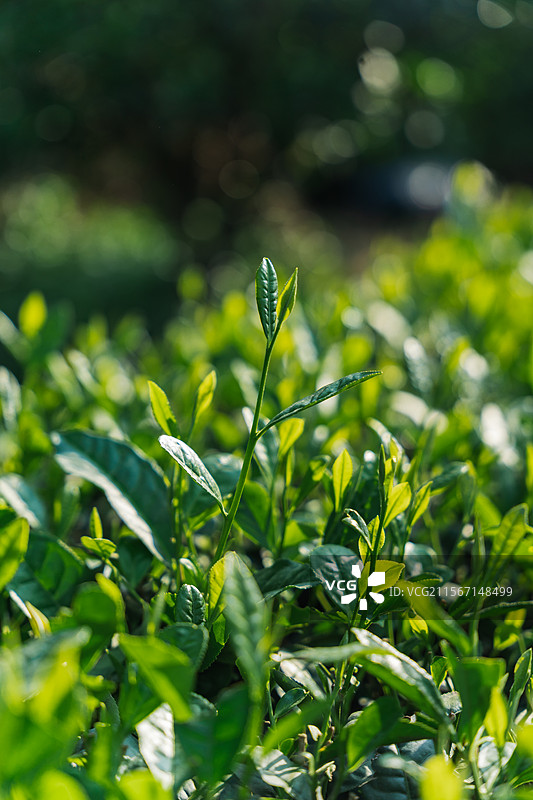 茶园茶树茶叶图片素材