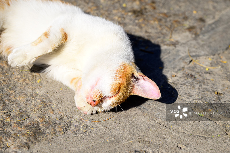 厦门鸿山寺白猫午睡微距特写｜斑驳光影与灰地肌理的宁静切片图片素材