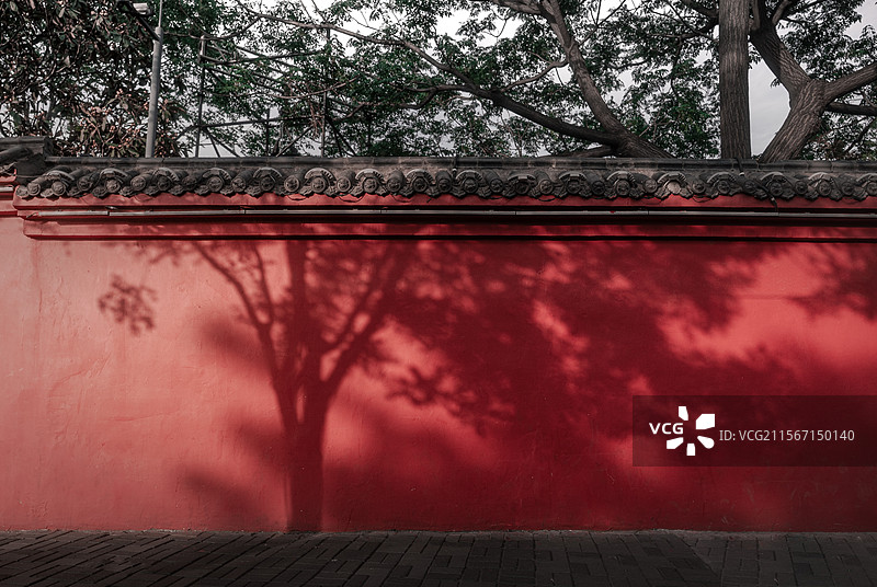 红墙和老树的光影交织图片素材