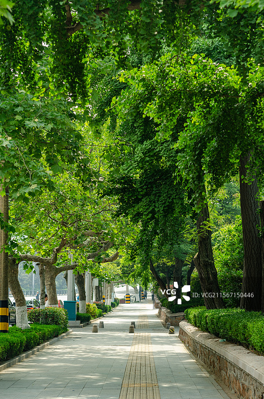 青岛绿树成荫的城市林荫道图片素材