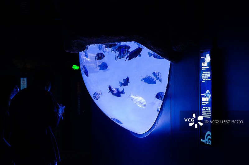 青岛海底世界游客在水族馆观赏热带鱼图片素材