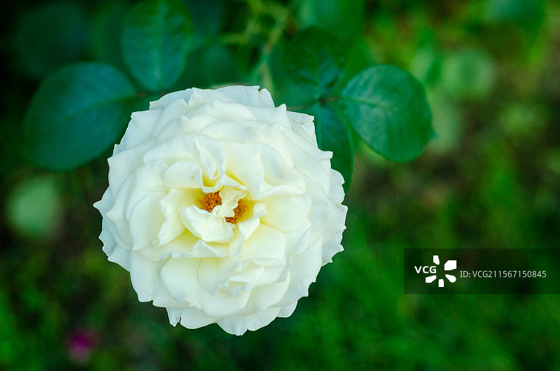 俯视一朵白色月季花图片素材