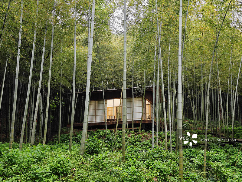 一大片竹林深处的一座小屋，杭州萧山区湘湖景区的竹坞探幽图片素材