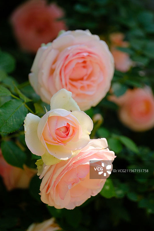 春天。夏天。园艺月季花墙。绿化带植物。高清风景。高清背景图图片素材