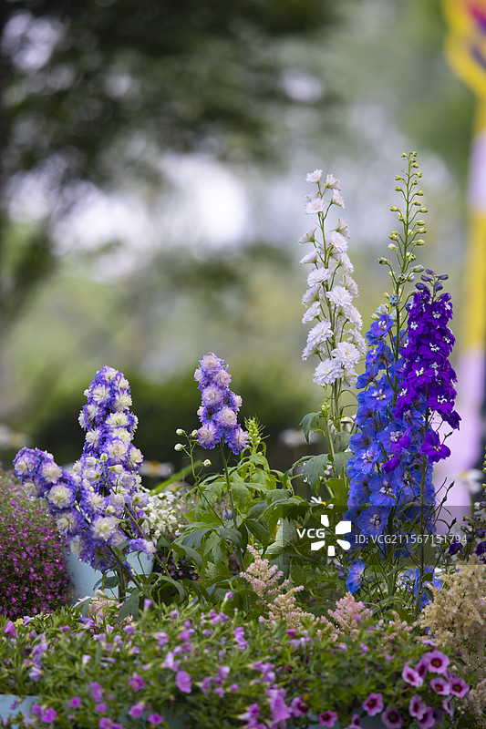 浮光掠影飞燕草图片素材