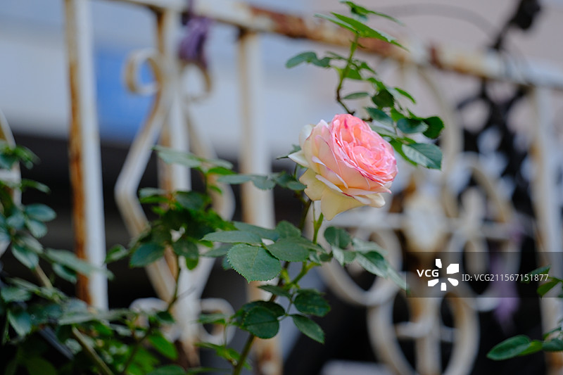 春天。夏天。园艺月季花墙。绿化带植物。高清风景。高清背景图图片素材