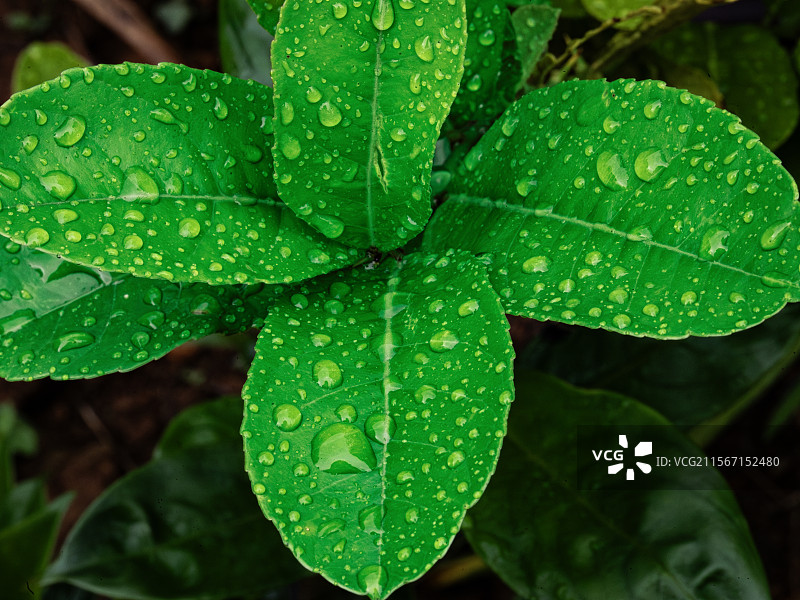 绿叶上的水滴图片素材