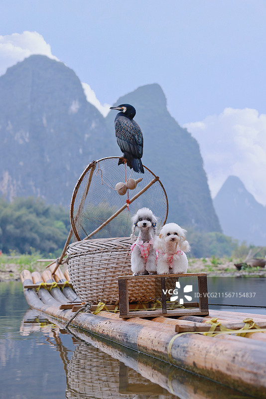 小体泰迪图片素材