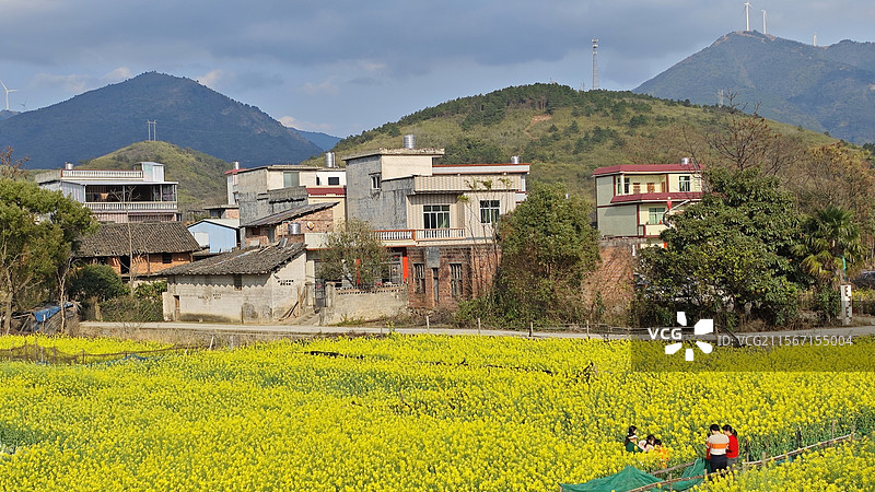油菜花田图片素材