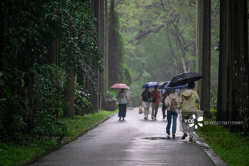 雨中公园里撑伞人的后视图图片素材
