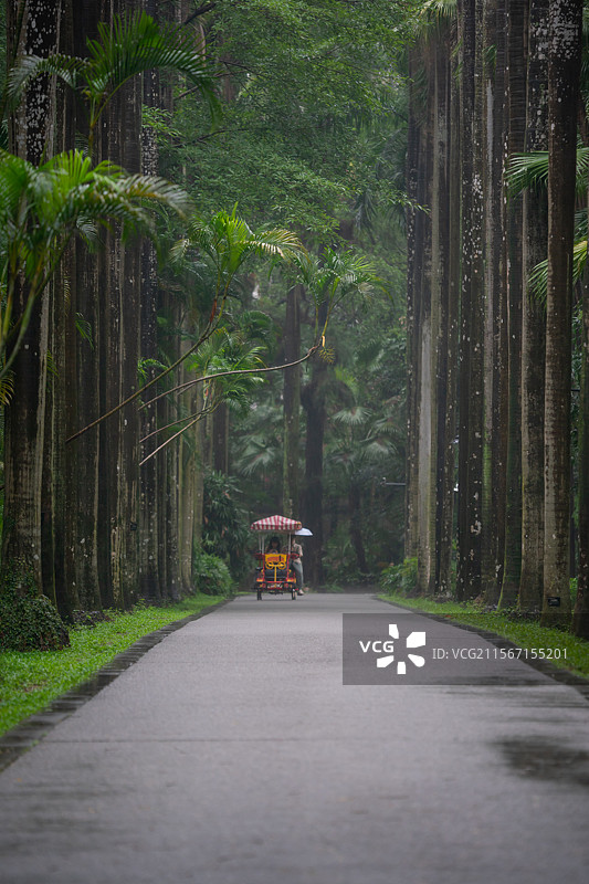 雨中在树林中骑行的人图片素材
