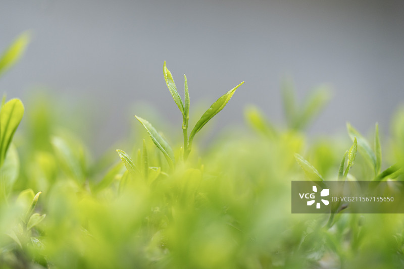 春季茶园生长的恩施玉露绿茶茶树鲜叶图片素材