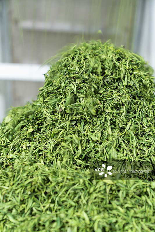 人类非遗恩施玉露制作技艺茶叶鲜叶加工环节图片素材