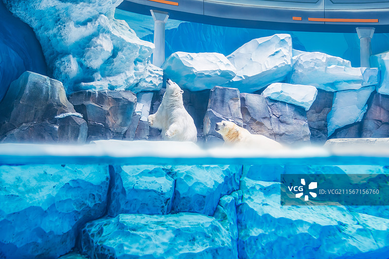 河南，郑州市，海昌海洋公园，国家AAAA级旅游景区，北极熊图片素材