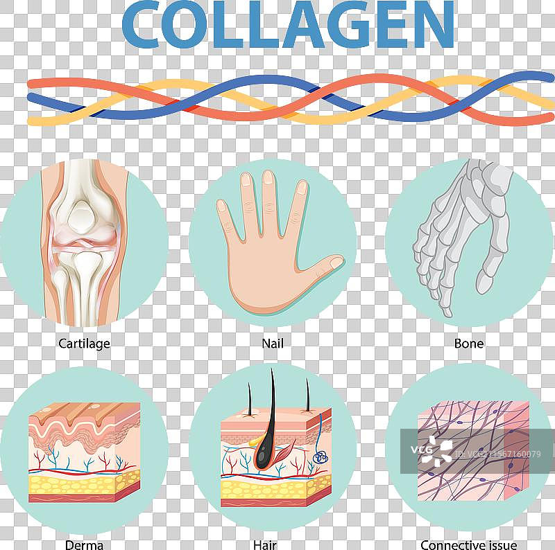 展示胶原蛋白在身体中的作用图片素材