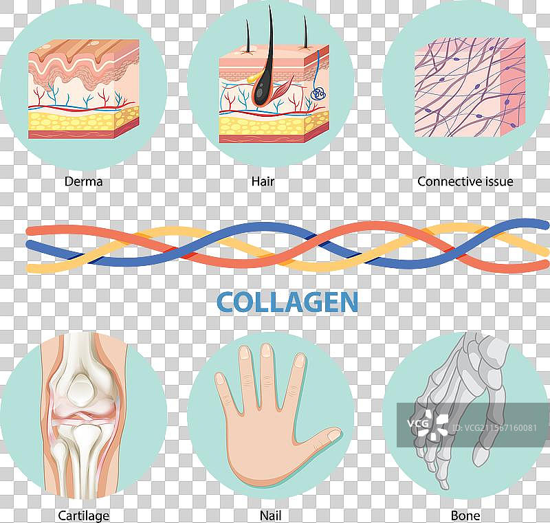 身体各部位的胶原蛋白图片素材