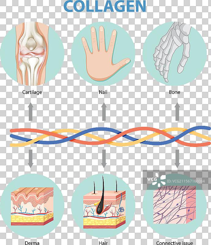 胶原蛋白在身体组织中的作用图片素材