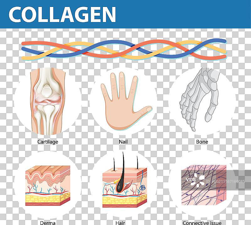 胶原蛋白在身体各个部位的作用图片素材