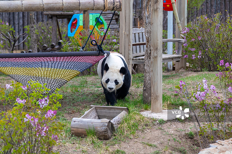 呼和浩特大青山野生动物园大熊猫图片素材
