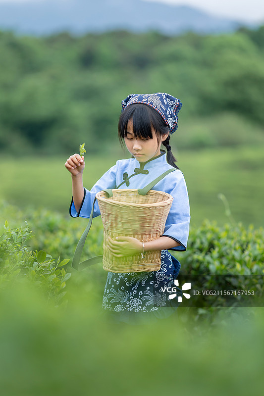 采茶叶的小姑娘图片素材