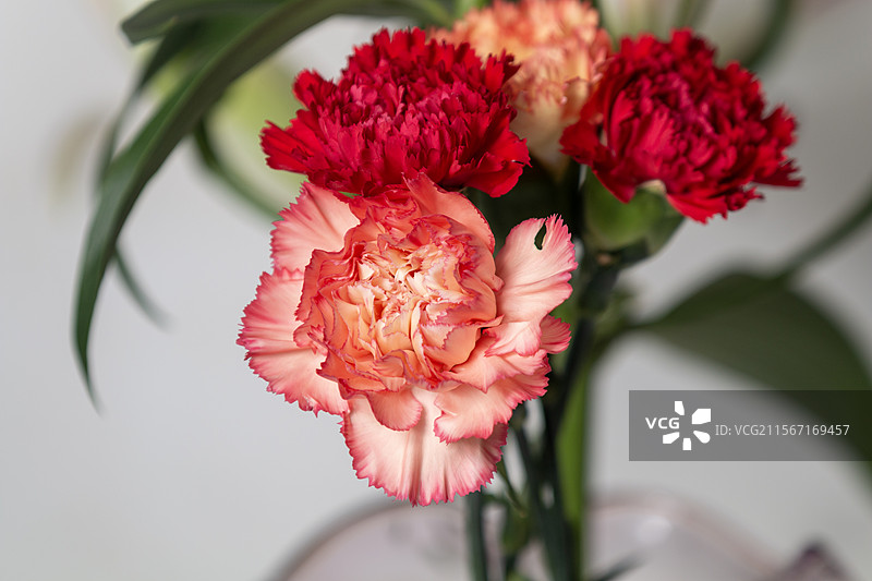 花瓶里绽放的康乃馨花图片素材