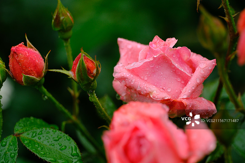 高清风景。立夏。下雨天。绿色背景月季花。自然风光背景图。微距图片素材