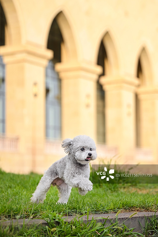 草地上的贵宾犬图片素材