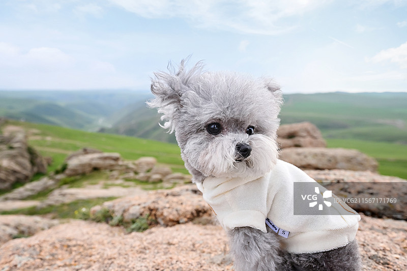 岩石上的贵宾犬图片素材