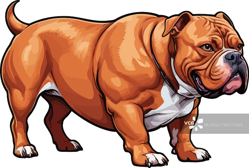 健壮有力的美国红色斗牛犬图片素材