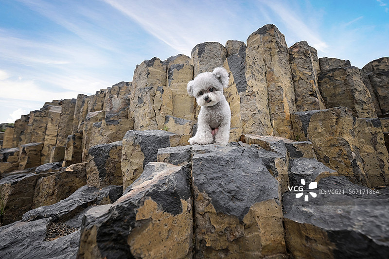 高山上的贵宾犬图片素材