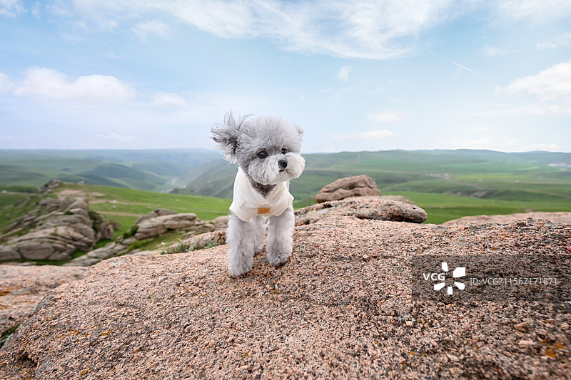 岩石上的贵宾犬图片素材