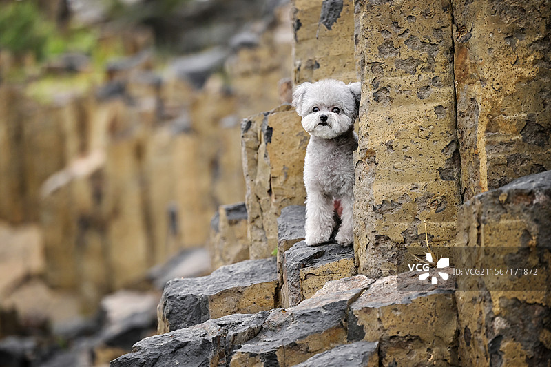 高山上的贵宾犬图片素材