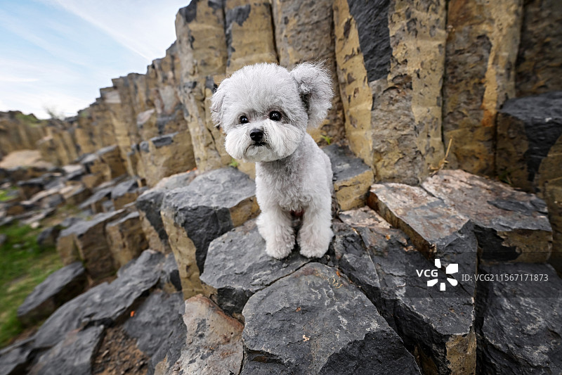 高山上的贵宾犬图片素材