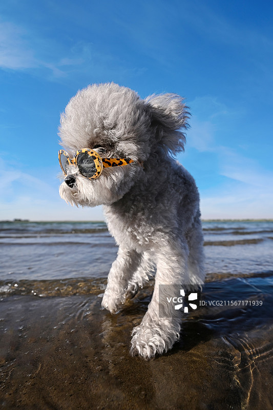 海水中的贵宾犬图片素材