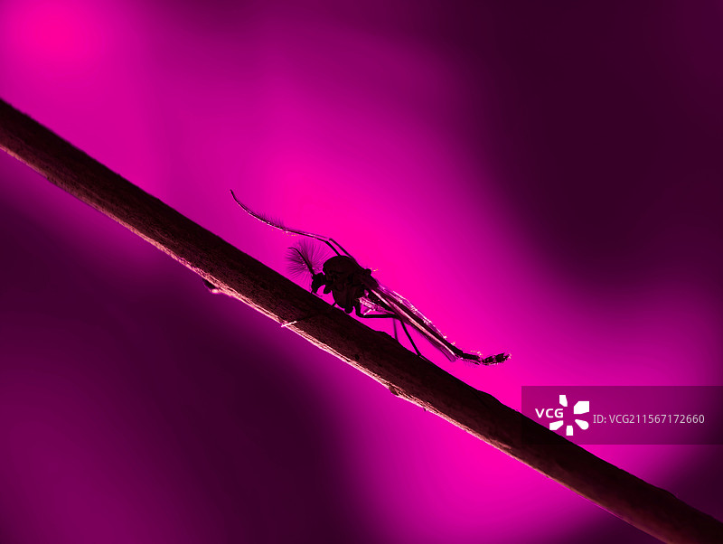 摇蚊·艺术光影图片素材