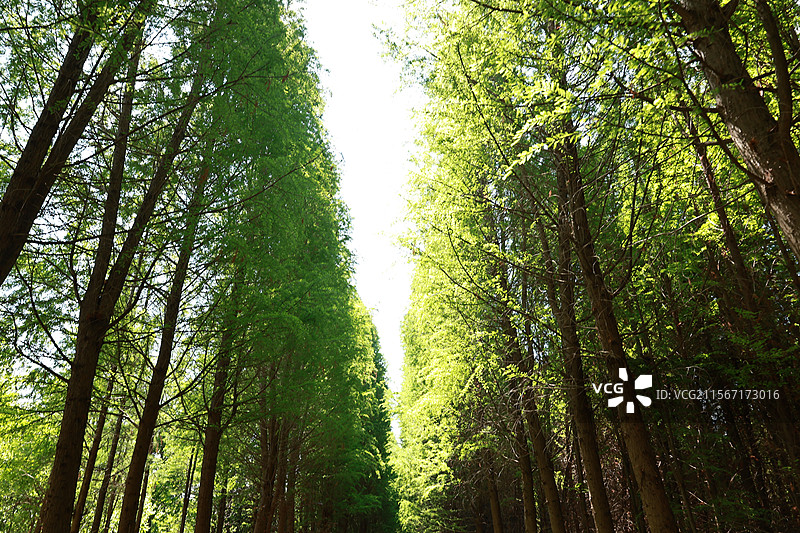 环滇流域生态绿道之河尾村、斗南湿地图片素材