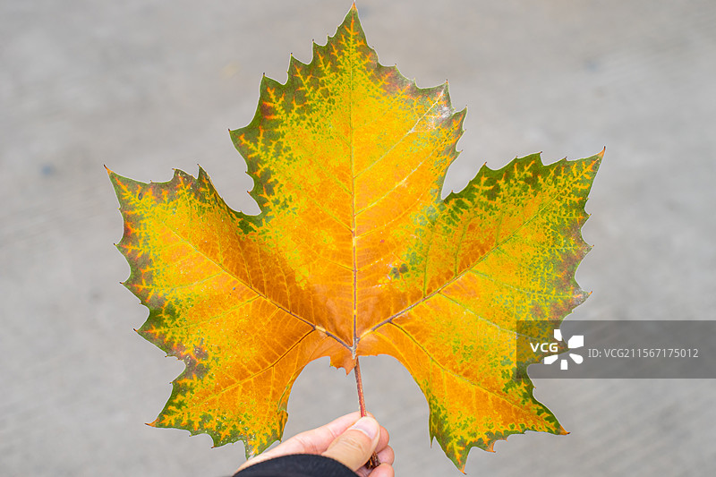 中国野生植物拍摄主题，秋天季节，花坛里的法国梧桐树叶子，户外白昼无人图像摄影图片素材