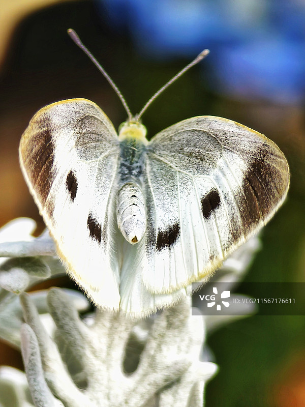 宽边黄粉蝶梦图片素材