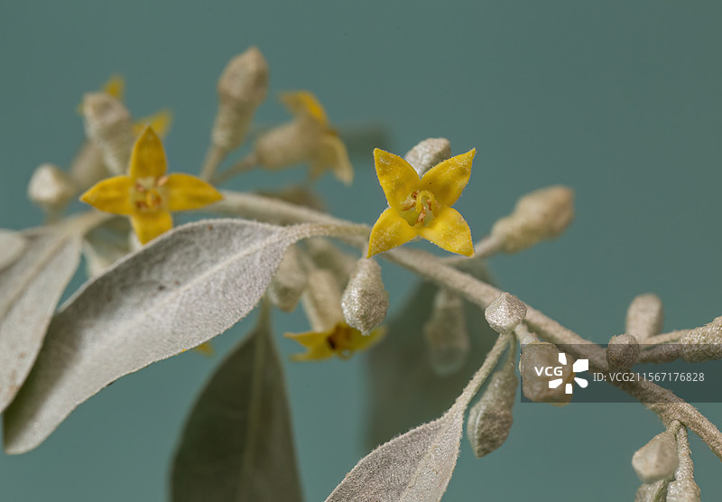 立夏时节沙枣花开图片素材