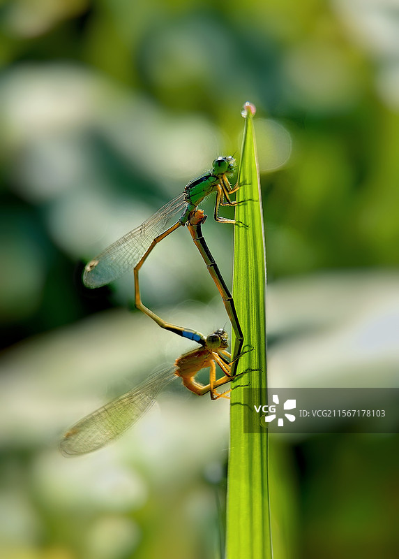 春天的爱情故事.豆娘图片素材