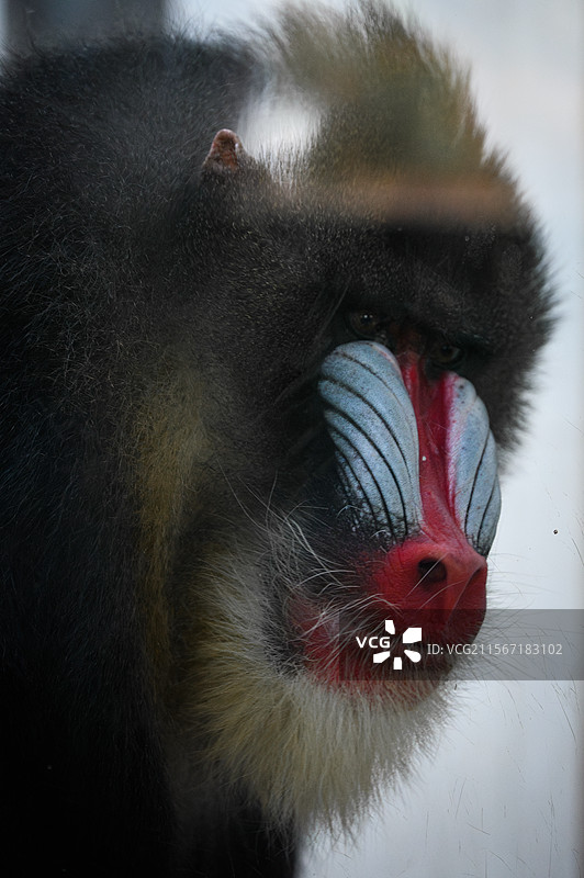 西安秦岭野生动物园​​山魈面部解剖｜红蓝纹路与竖立毛发的色彩爆发​​图片素材
