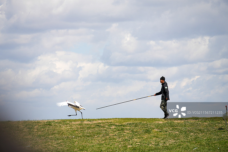 扎龙自然保护区的丹顶鹤放飞图片素材