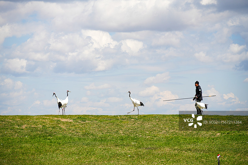 扎龙自然保护区的丹顶鹤放飞图片素材