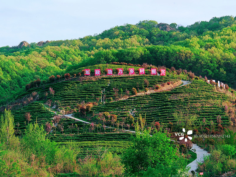 平顶山九龙山茶园图片素材