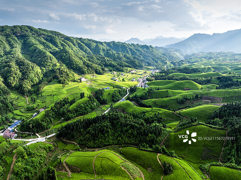 湖北鹤峰走马镇万亩有机茶基地风光图片素材