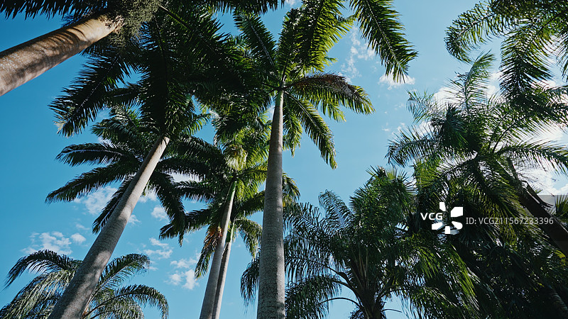 热带棕榈树棕榈园图片素材