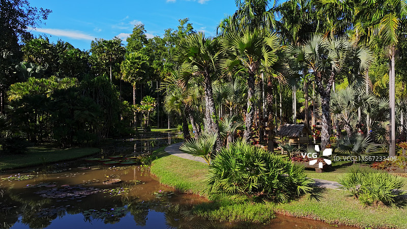 热带棕榈树棕榈园图片素材