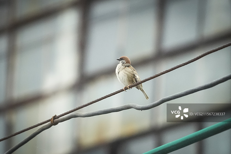 电线上的麻雀图片素材
