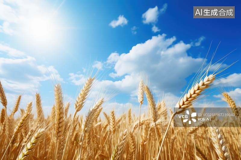 【AI数字艺术】蓝天白云映衬下的麦田里的金黄色小麦图片素材
