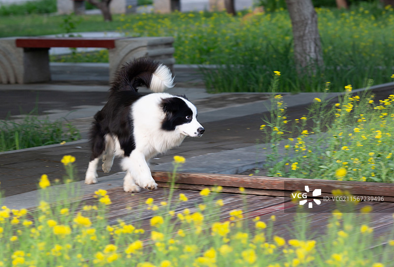 北坞公园油菜花田奔跑的小狗图片素材